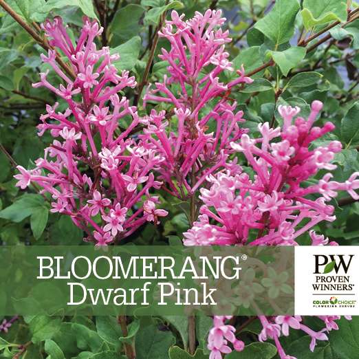 Preview of Bloomerang® Dwarf Pink Syringa Benchcard PDF