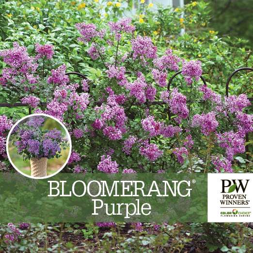 Preview of  Bloomerang® Purple Syringa Benchcard PDF