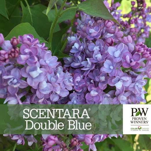 Preview of Scentara® Double Blue Syringa Benchcard PDF