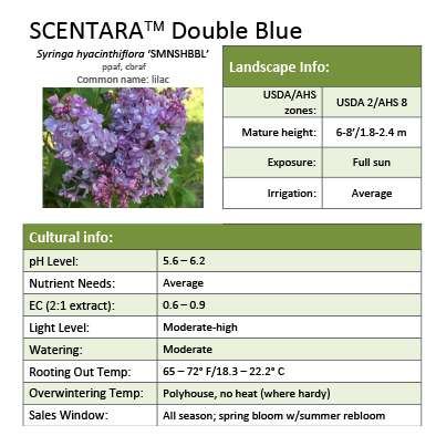 Preview of Scentara® Double Blue Syringa Grower Sheet PDF