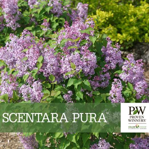 Preview of Scentara Pura® Syringa Benchcard PDF