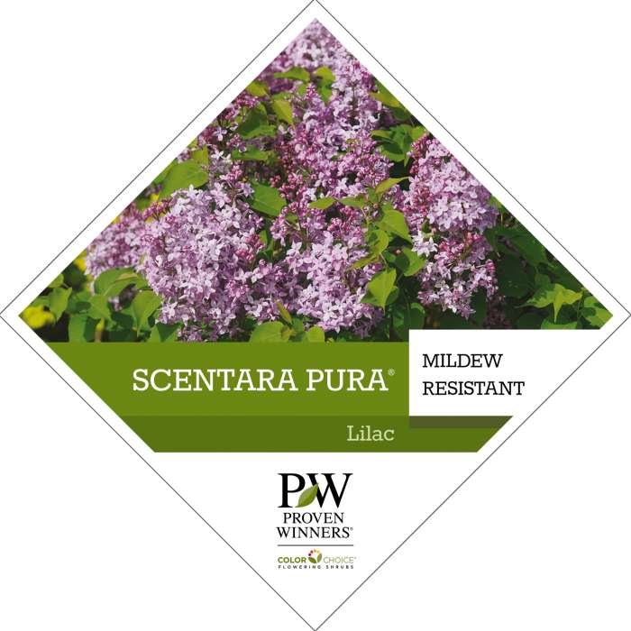 Preview of Scentara Pura® Syringa Tag PDF