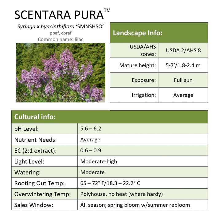 Preview of Scentara Pura® Syringa Grower Sheet PDF