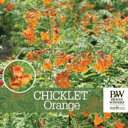 Preview of Chicklet™ Orange Tecoma Benchcard PDF