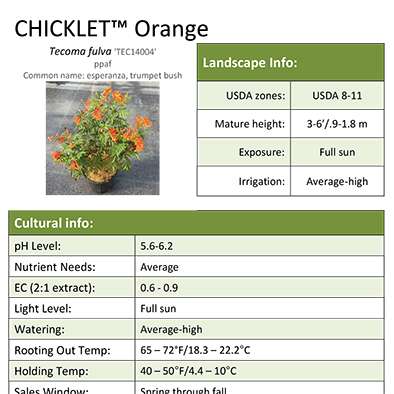 Preview of Chicklet™ Orange Tecoma Grower Sheet PDF