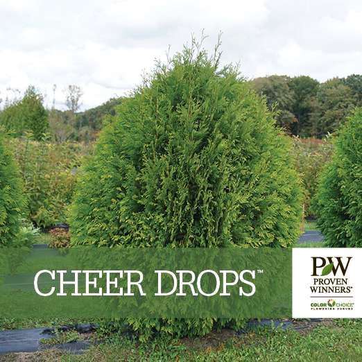 Preview of Cheer Drops™ Thuja Benchcard PDF