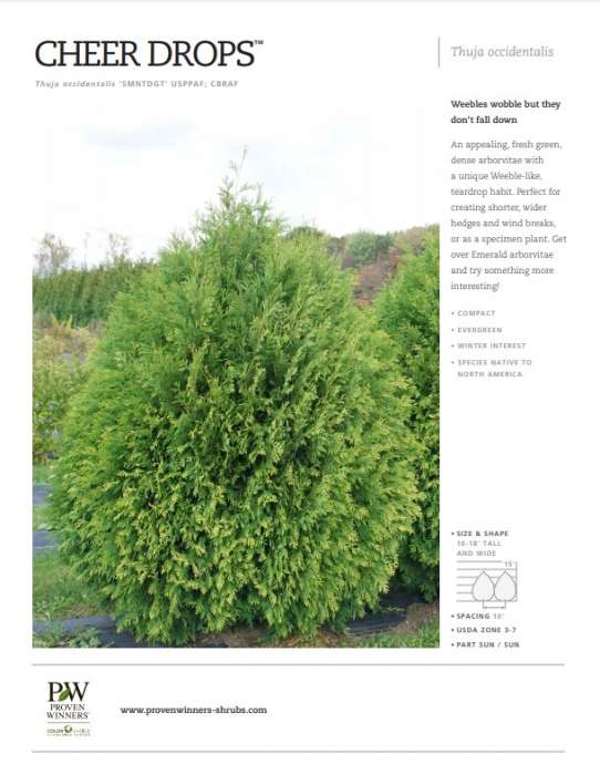 Preview of Cheer Drops™ Thuja spec sheet PDF