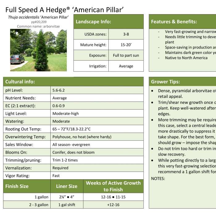 Preview of Full Speed A Hedge® ‘American Pillar’ Grower Sheet PDF