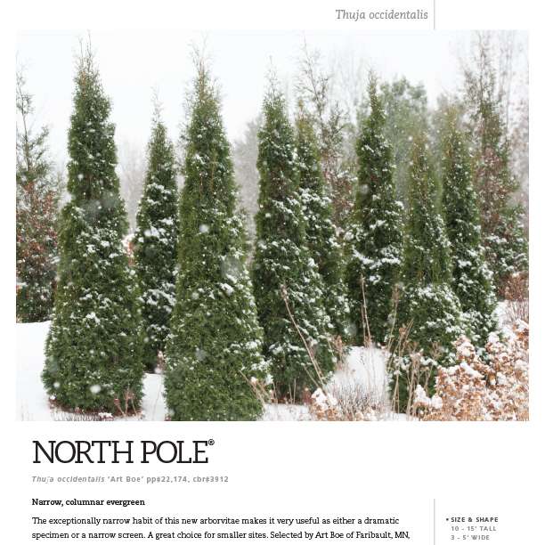Preview of North Pole® Thuja Spec Sheet PDF