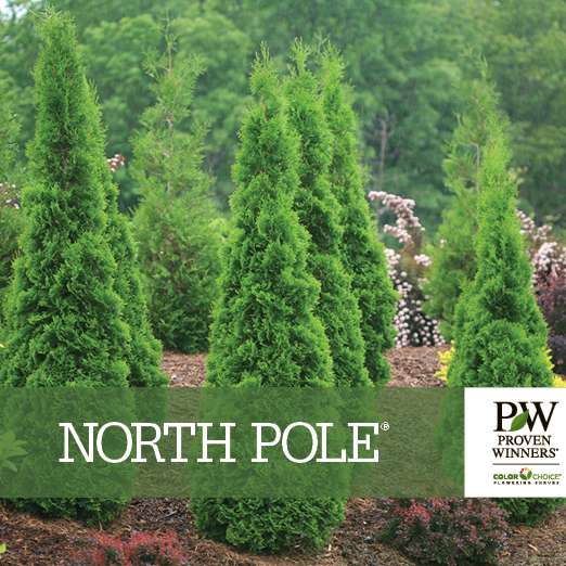 Preview of North Pole® Thuja Benchcard PDF