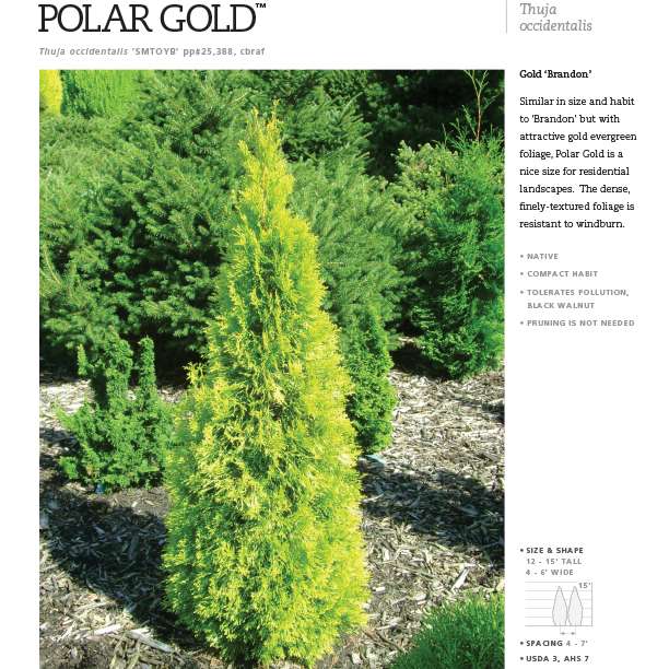 Preview of Polar Gold® Thuja Spec Sheet PDF