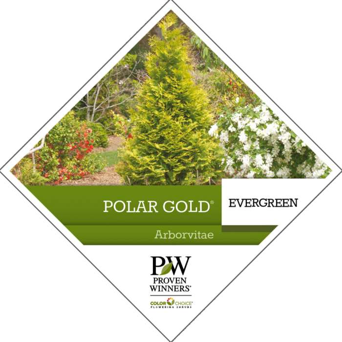 Preview of Polar Gold® Thuja Tag PDF
