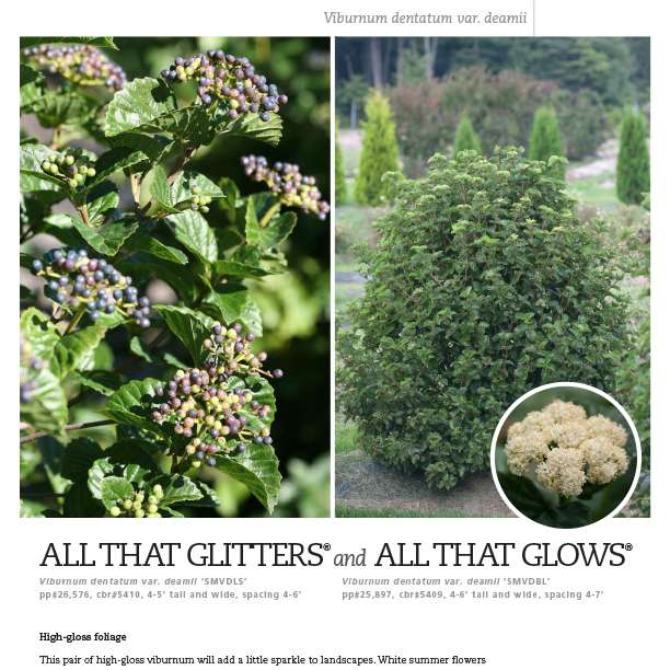 Preview of All That Glitters® and All That Glows® Viburnum Spec Sheet PDF