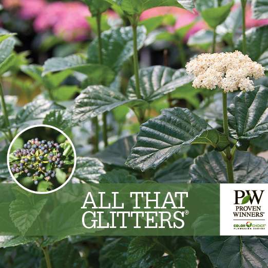 Preview of All That Glitters® Viburnum Benchcard PDF