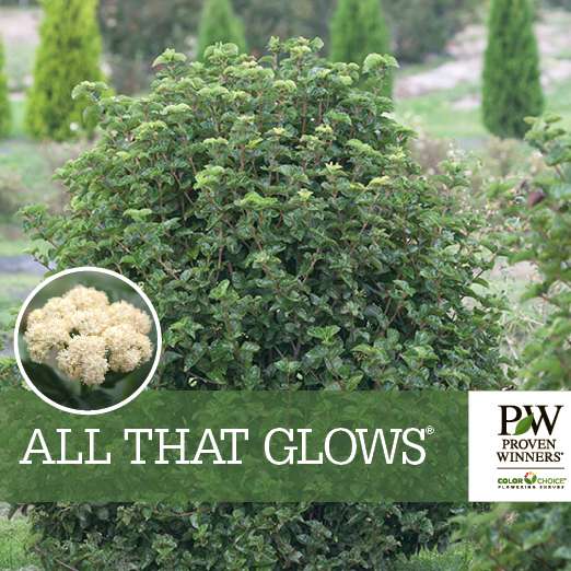 Preview of All That Glows® Viburnum Benchcard PDF