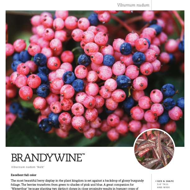 Preview of Brandywine™ Viburnum Spec Sheet PDF