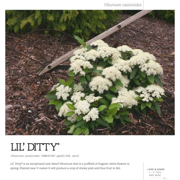 Preview of Lil’ Ditty® Viburnum Spec Sheet PDF
