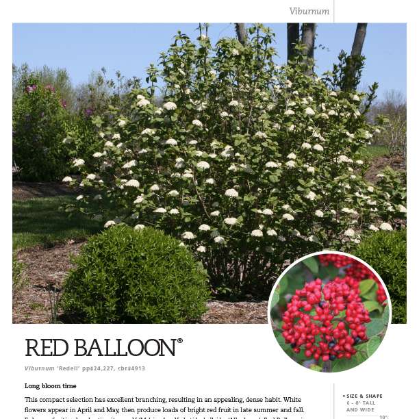 Preview of Red Balloon® Viburnum Spec Sheet PDF
