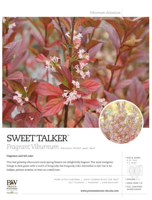 Preview of Sweet Talker® viburnum spec sheet PDF