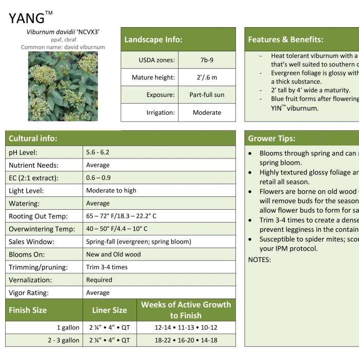 Preview of Yang® Viburnum Professional Grower Sheet PDF