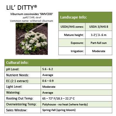 Preview of Lil’ Ditty® Viburnum Grower Sheet PDF