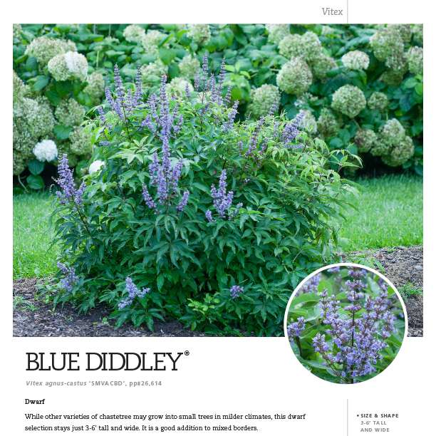 Preview of Blue Diddley® Vitex Spec Sheet PDF