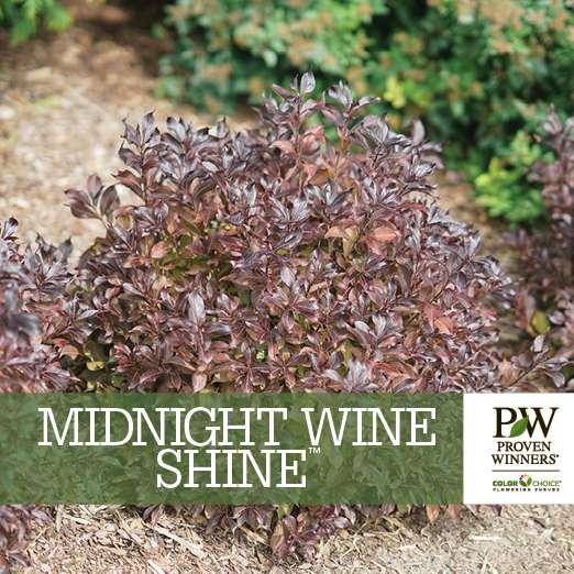 Preview of Midnight Wine Shine™ Weigela Benchcard PDF