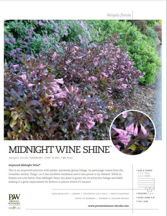 Preview of Midnight Wine Shine™ Weigela Spec sheet PDF