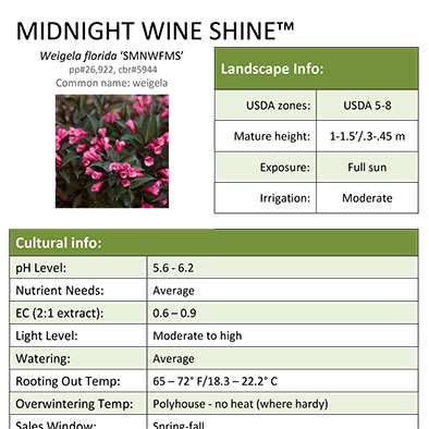 Preview of Midnight Wine Shine® Weigela Grower Sheet PDF