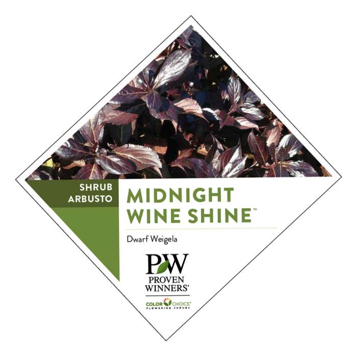 Preview of Midnight Wine Shine Weigela plant tag PDF