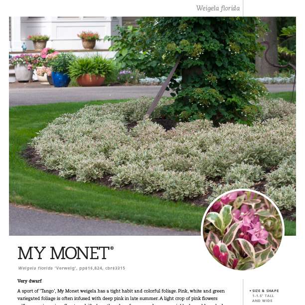 Preview of My Monet® Weigela Spec Sheet PDF