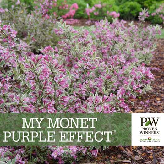 Preview of  My Monet Purple Effect® Weigela Benchcard PDF
