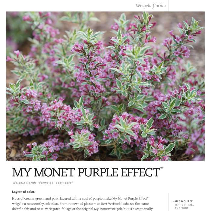 Preview of My Monet Purple Effect® Weigela Spec Sheet PDF
