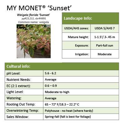Preview of My Monet® ‘Sunset’ Weigela Grower Sheet PDF