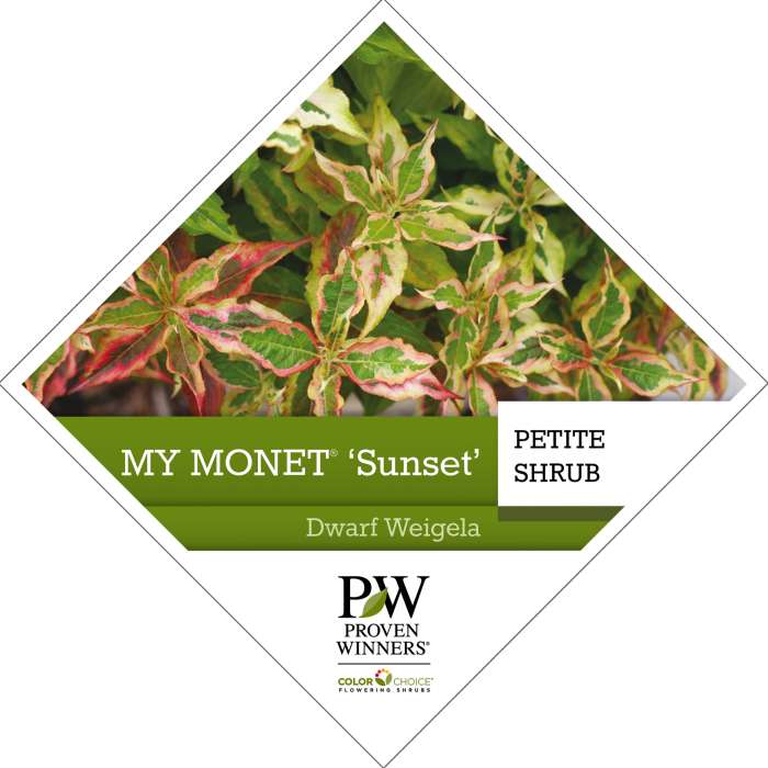 Preview of My Monet® ‘Sunset’ Weigela Tag PDF