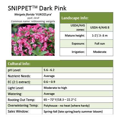 Preview of Snippet® Dark Pink Weigela Grower Sheet PDF