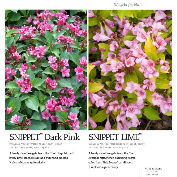 Preview of Snippet® Weigela Series Spec Sheet PDF