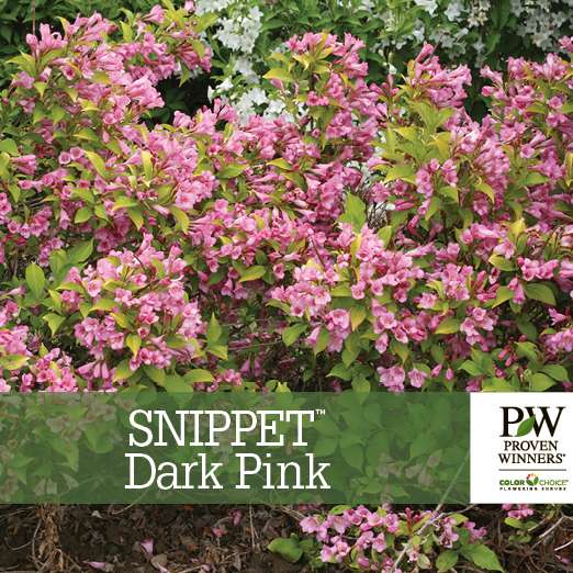 Preview of Snippet® Dark Pink Weigela Benchcard PDF