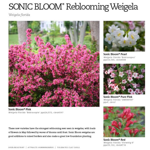 Preview of Sonic Bloom® Weigela Series Spec Sheet PDF