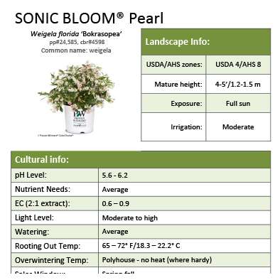 Preview of Sonic Bloom® Pearl Weigela Grower Sheet PDF