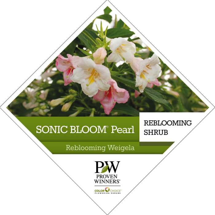 Preview of Sonic Bloom® Pearl Weigela Tag   PDF
