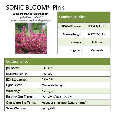 Preview of Sonic Bloom® Pink Weigela Grower Sheet PDF
