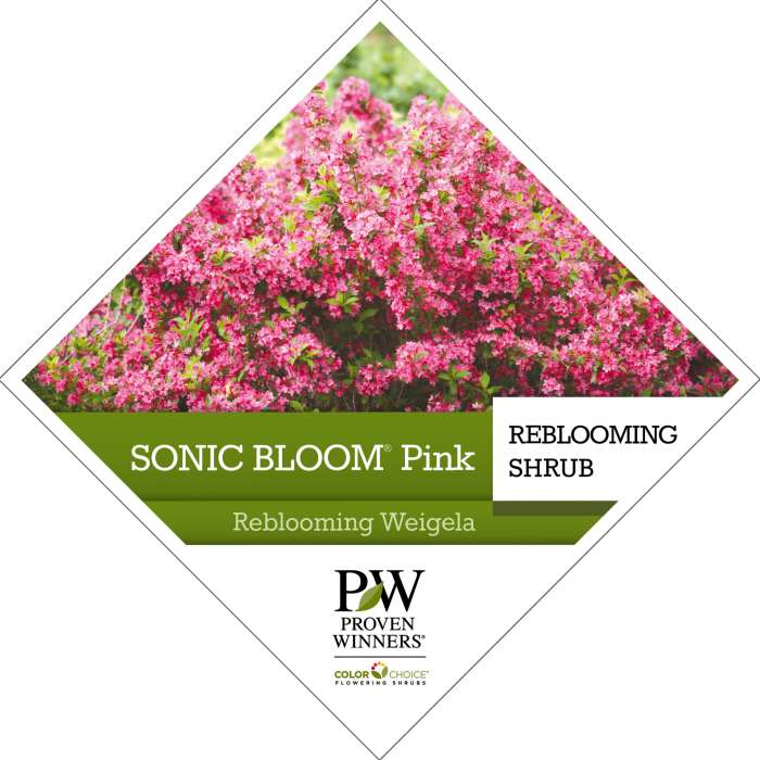 Preview of Sonic Bloom® Pink Weigela Tag PDF