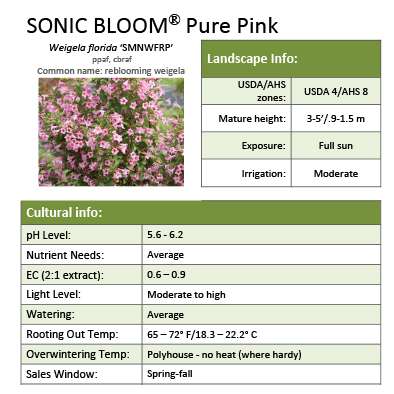 Sonic Bloom® Pure Pink - Weigela florida