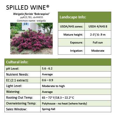 Preview of Spilled Wine® Weigela Grower Sheet PDF