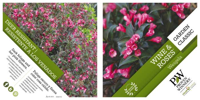 Preview of Wine & Roses Weigela Tag PDF