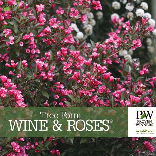 Preview of Wine & Roses® Weigela Benchcard PDF
