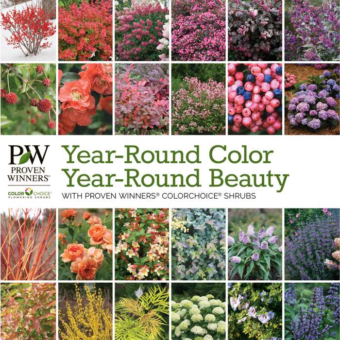Preview of Year Round Color PDF