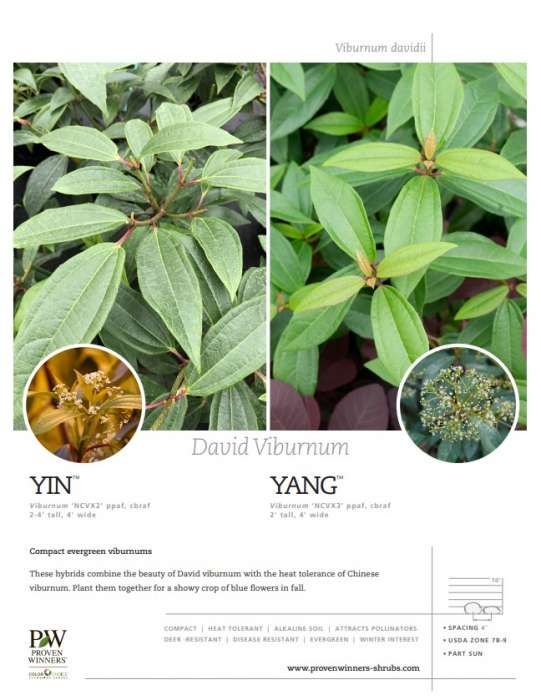 Preview of Yin™ and Yang™ Viburnum spec sheet PDF