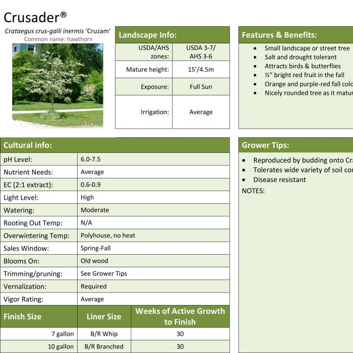 Preview of Crusader Crataegus Professional Grower Sheet PDF